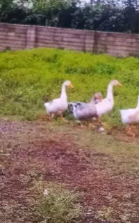 غاز