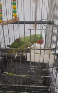 شاه طوطی ماده