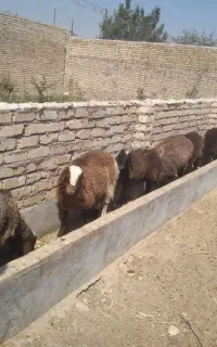 بره نروماده نزایده از ۲۰کیلوبه بالا
