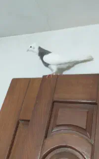 چهار عدد کبوتر طوقی و پرشی غریب