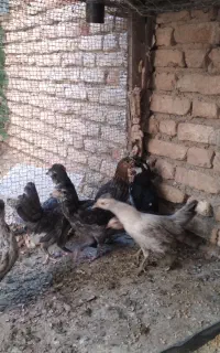 دتک گلین لری اصل