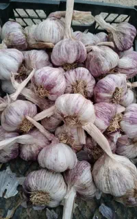 سیر قرمز  برای بذر