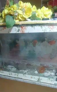 آکواریوم