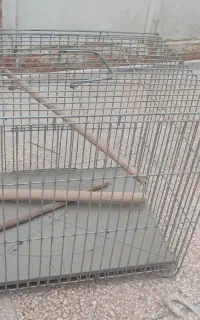 قفس پرنده