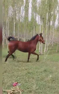 کره مادیون کرد