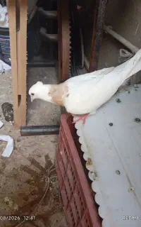 ی جفت
