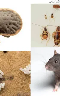 سمپاشی ساس،موش سوسک موریانه شپش گال(تضمینی)سم پاشی