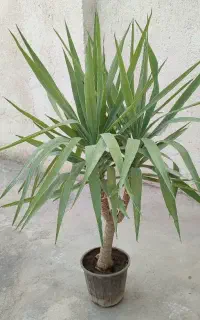 یوکا و آلوئه ورا