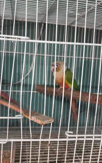 گمشده گرینچیک آناناسی