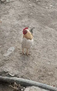 خروس