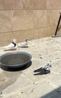 طوقی