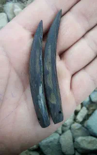 یک جفت خار بسیار بزرگ