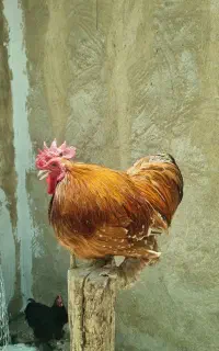 کوشین ردمتلد مولد