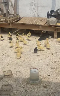 جوجه اردک اسرائیلی