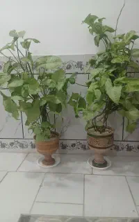 کل برا فروش