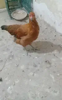 مرغ جوان