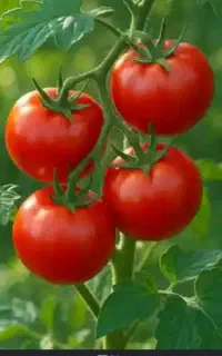 دستگاه اب گوجه
