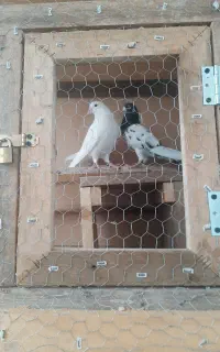 کبوتر ماده