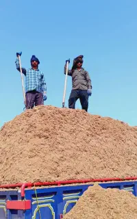 کاه نوبر می شکر