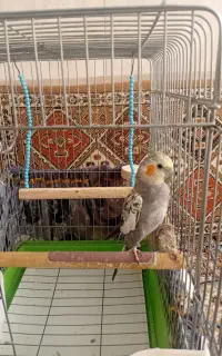عروس هلندی