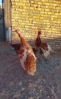 بوقلمون نژاد بوربون