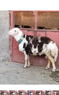 گوسفند