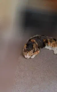 گربه پارک صفا