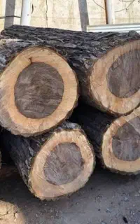 چوب جنگلی