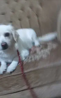 سگ مهربون و خونگی