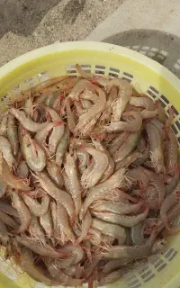 میگ سرتیز پاک شده وپاک نشده