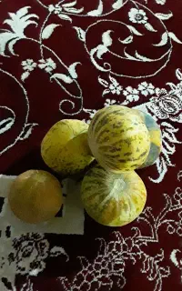 گرگه دیم بفروش میرسد