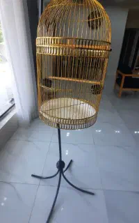 قفس