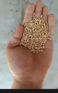 گندم آبی (بذر حیدری)