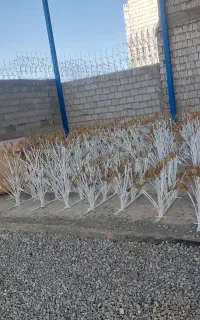 حفاظ شاخ گوزنی
