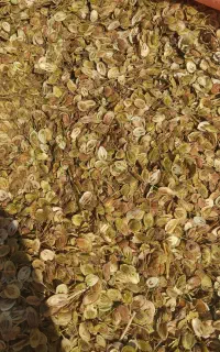 خریدوفروش  گلپر