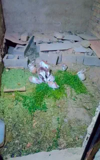 اسباب بازی خرگوش کوچک