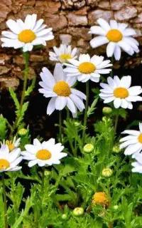 فروش گل بابونه کوهی