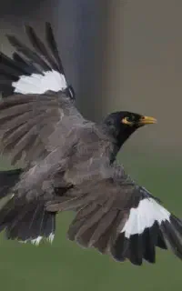 مینا