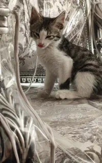 گربه