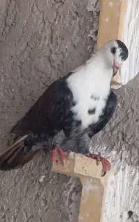 کبوتر