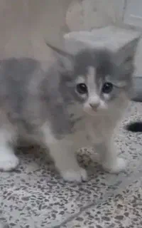 واگذاری ۴ توله گربه