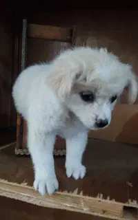 سگ نژاد دار دوماهه