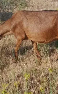 بز جوان
