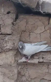 کفتر