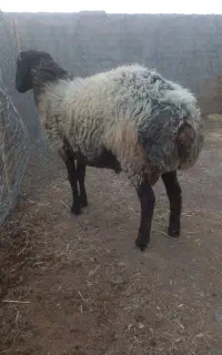 سلام بره قوچ