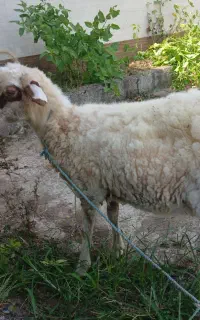 گوسفند ماده ۸ ماهه