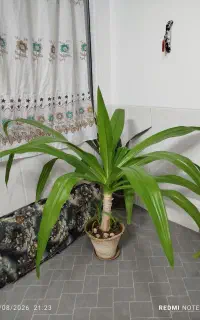 گل سوسن