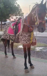 اسب زیبا آرم