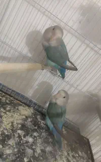 دو عدد کوتوله