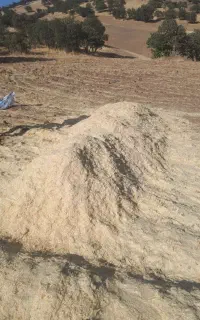 کاه جو